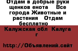 Отдам в добрые руки щенков енота. - Все города Животные и растения » Отдам бесплатно   . Калужская обл.,Калуга г.